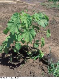 Abutilon theophrasti image