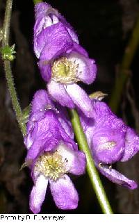 Aconitum uncinatum image