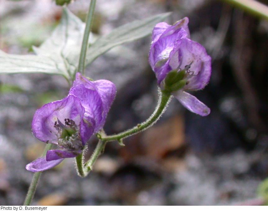 Aconitum uncinatum image