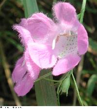 Agalinis purpurea image