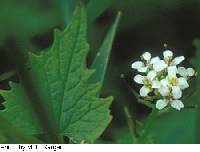 Alliaria petiolata image