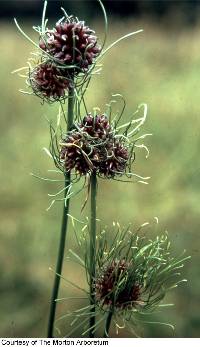 Image of Allium vineale