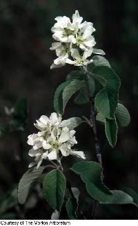 Amelanchier humilis image