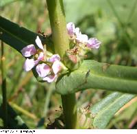 Ammannia robusta image