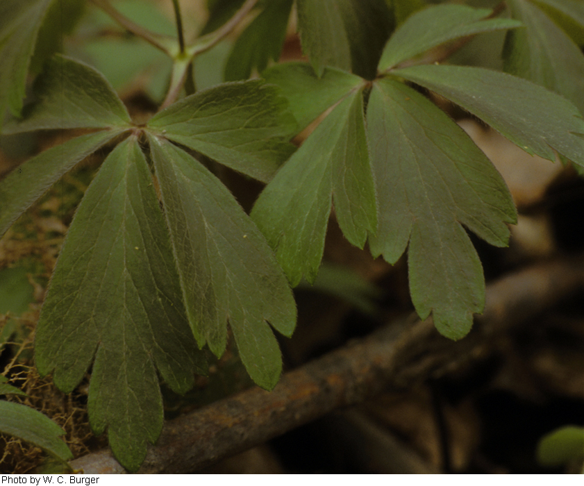 Anemone quinquefolia var. quinquefolia image