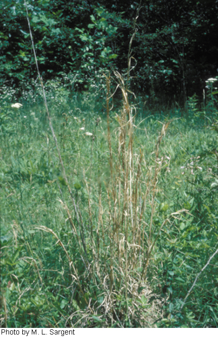 Andropogon virginicus image