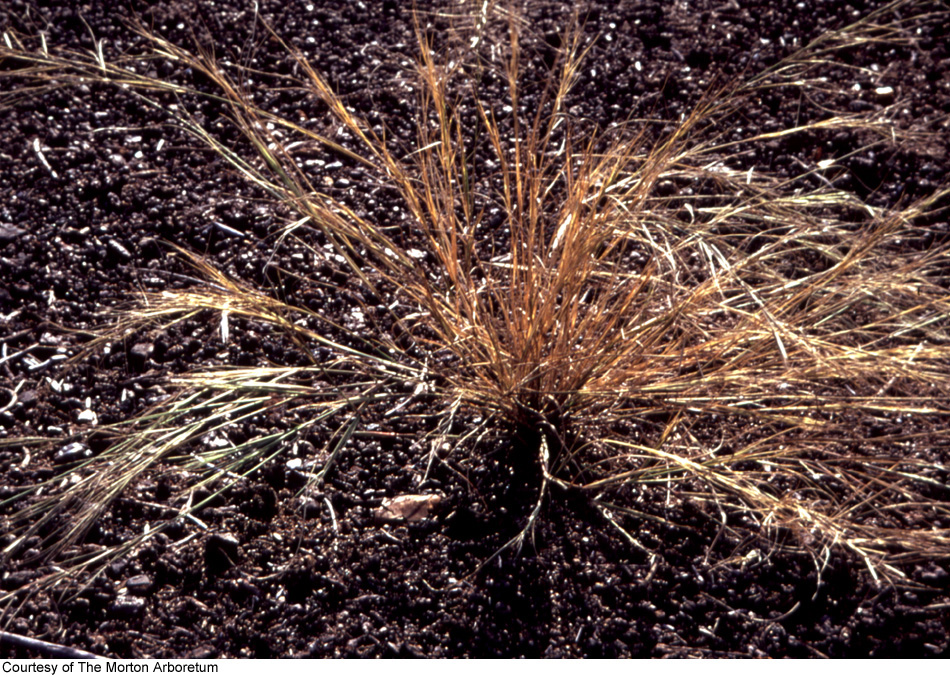 Aristida oligantha image