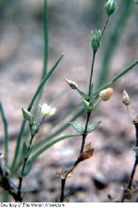 Arenaria serpyllifolia image