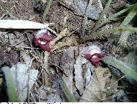 Asarum canadense image