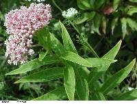 Asclepias incarnata image