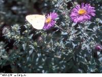 Symphyotrichum novae-angliae image