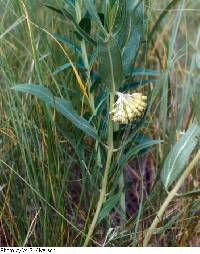 Asclepias viridiflora image