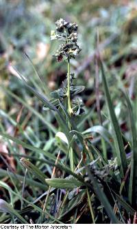 Atriplex patula image