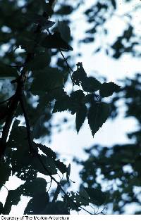 Betula papyrifera image