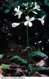 Cardamine bulbosa image