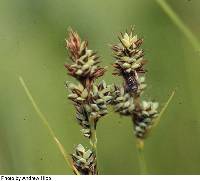 Carex buxbaumii image