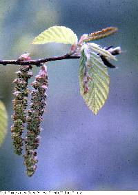 Carpinus caroliniana subsp. virginiana image