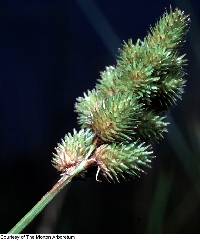 Image of Carex cristatella