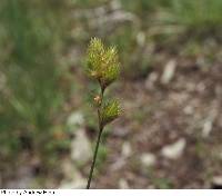 Carex cumulata image