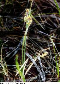 Image of Carex garberi