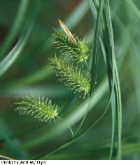 Carex hystericina image