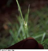 Carex jamesii image