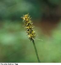 Carex laevivaginata image