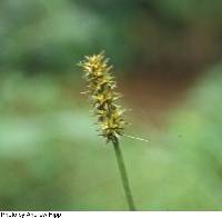 Image of Carex laevivaginata