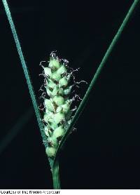 Carex lasiocarpa image