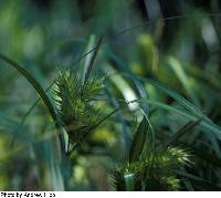 Image of Carex lupulina