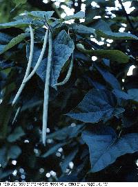 Catalpa speciosa image