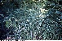 Image of Carex squarrosa