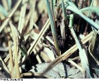 Carex stricta image