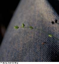 Carex trisperma image