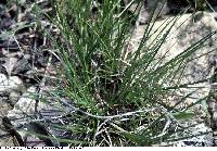 Image of Carex umbellata