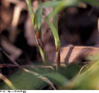 Carex woodii image