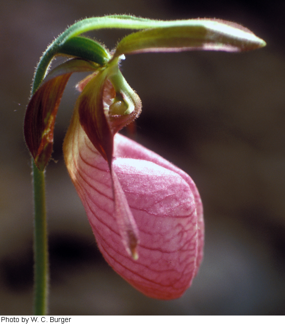 Cypripedium acaule image