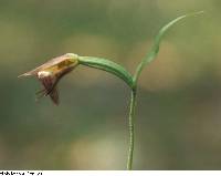 Cypripedium arietinum image