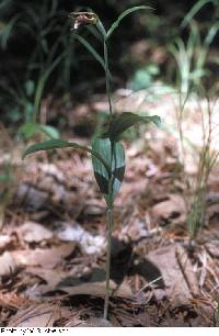 Image of Cypripedium arietinum