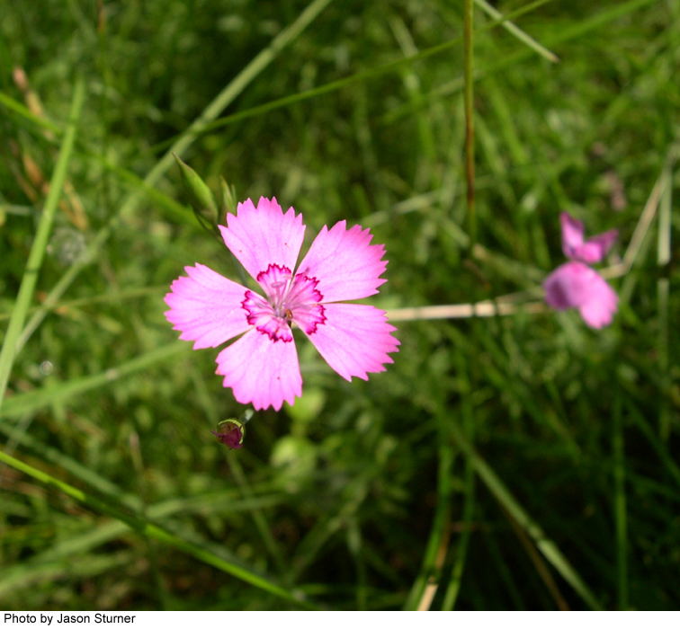 Dianthus deltoides image