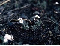 Draba reptans image