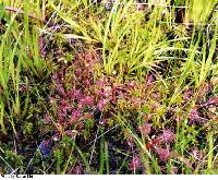 Drosera rotundifolia image