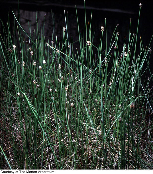 Eleocharis intermedia image