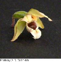 Epipactis helleborine image