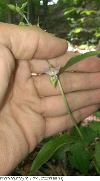 Epipactis helleborine image