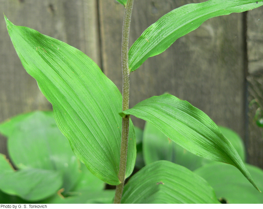 Epipactis helleborine image