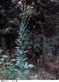 Oenothera gaura image