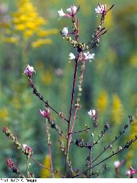 Oenothera gaura image