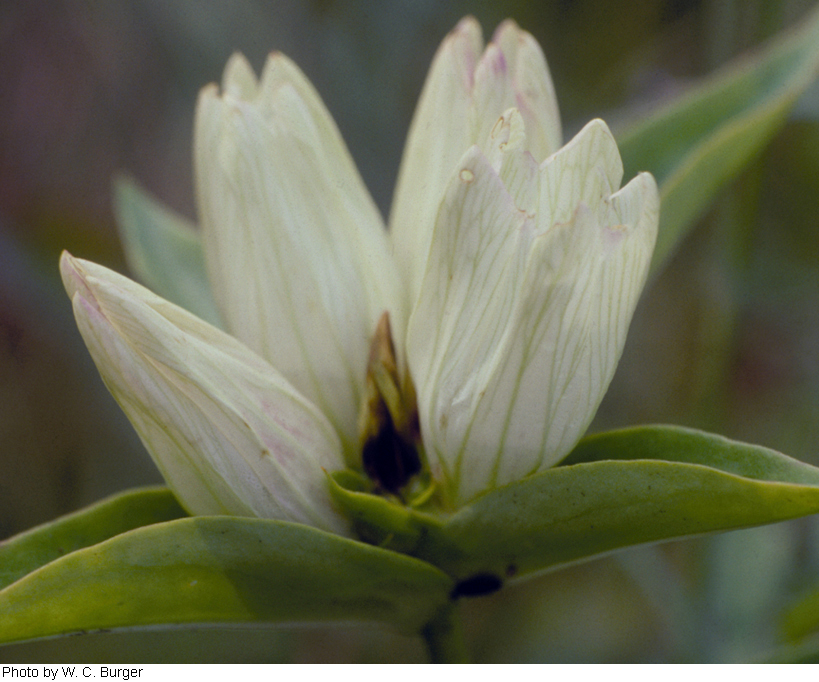 Gentiana alba image