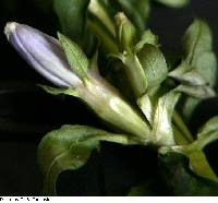 Gentiana andrewsii image